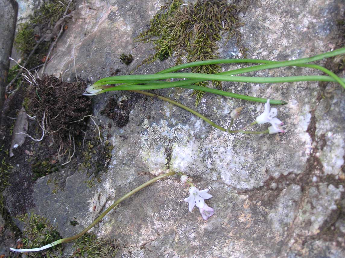 Brimeura fastigiata